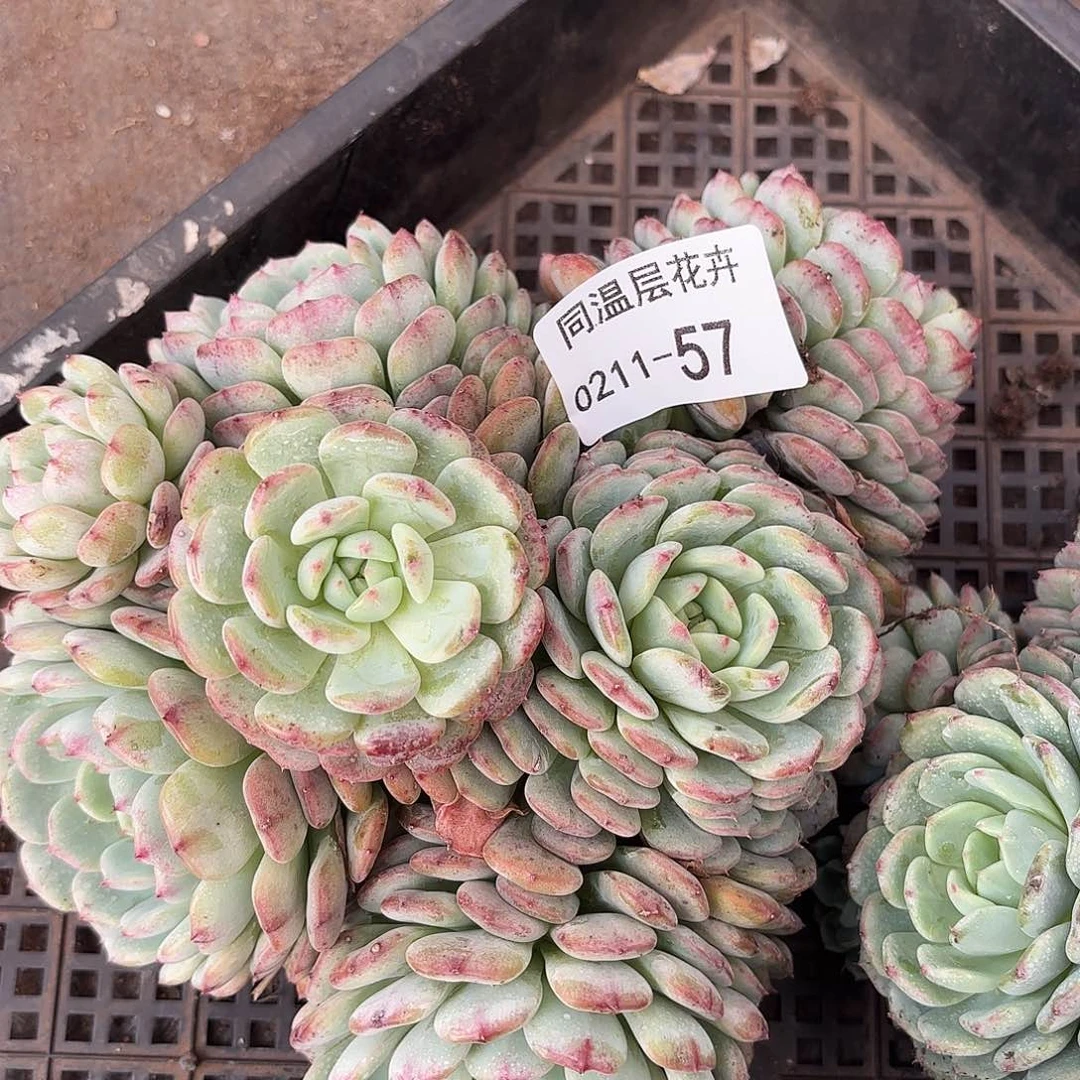 同温层多肉白胖子