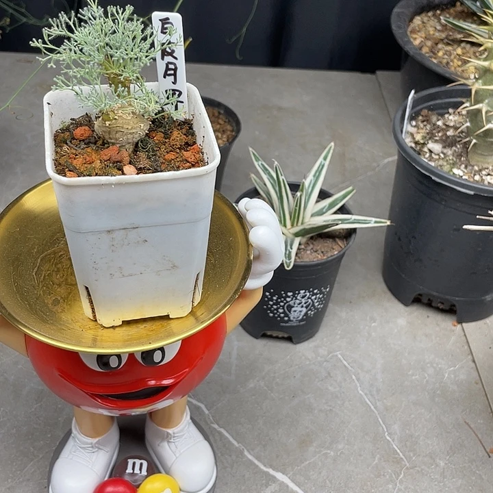 白皮月界收藏级别