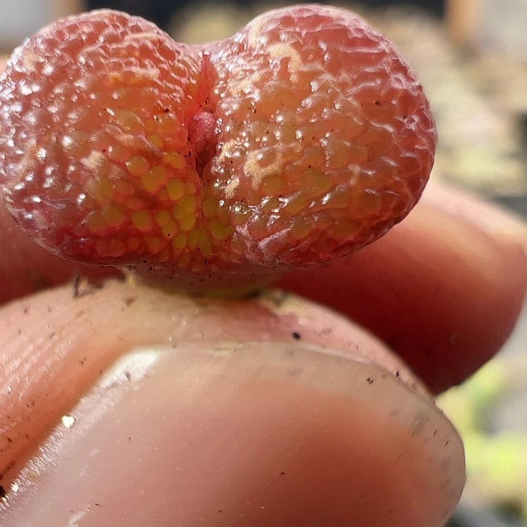 一物一拍。        582