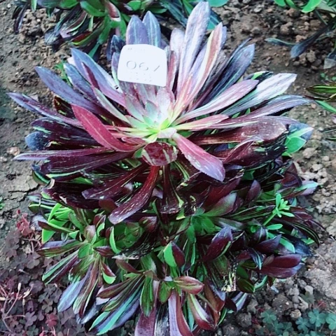 温**家3.7-67水墨丹青多肉植物