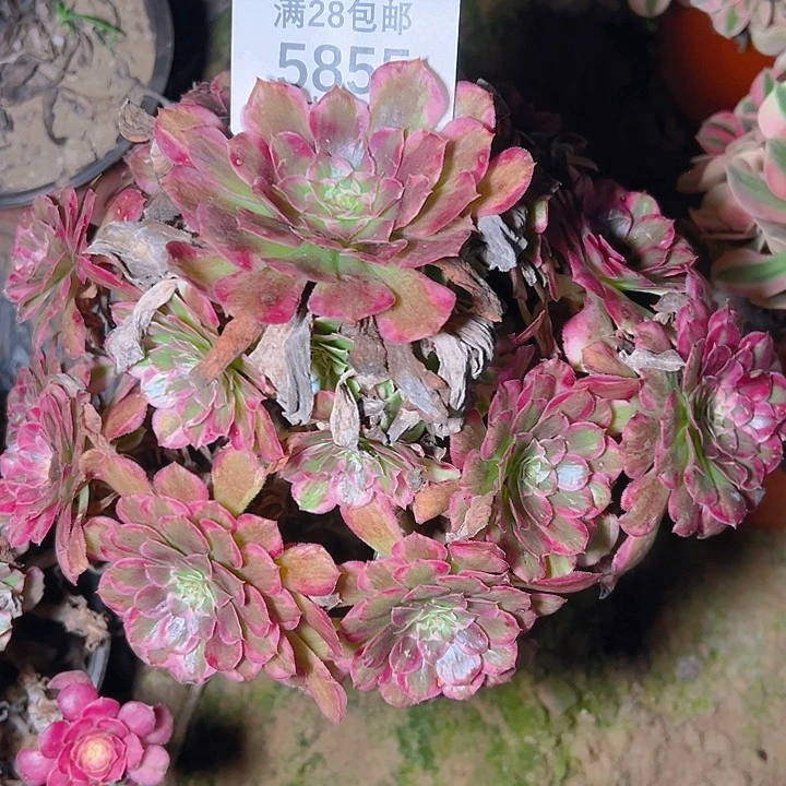 5855霁月多肉植物