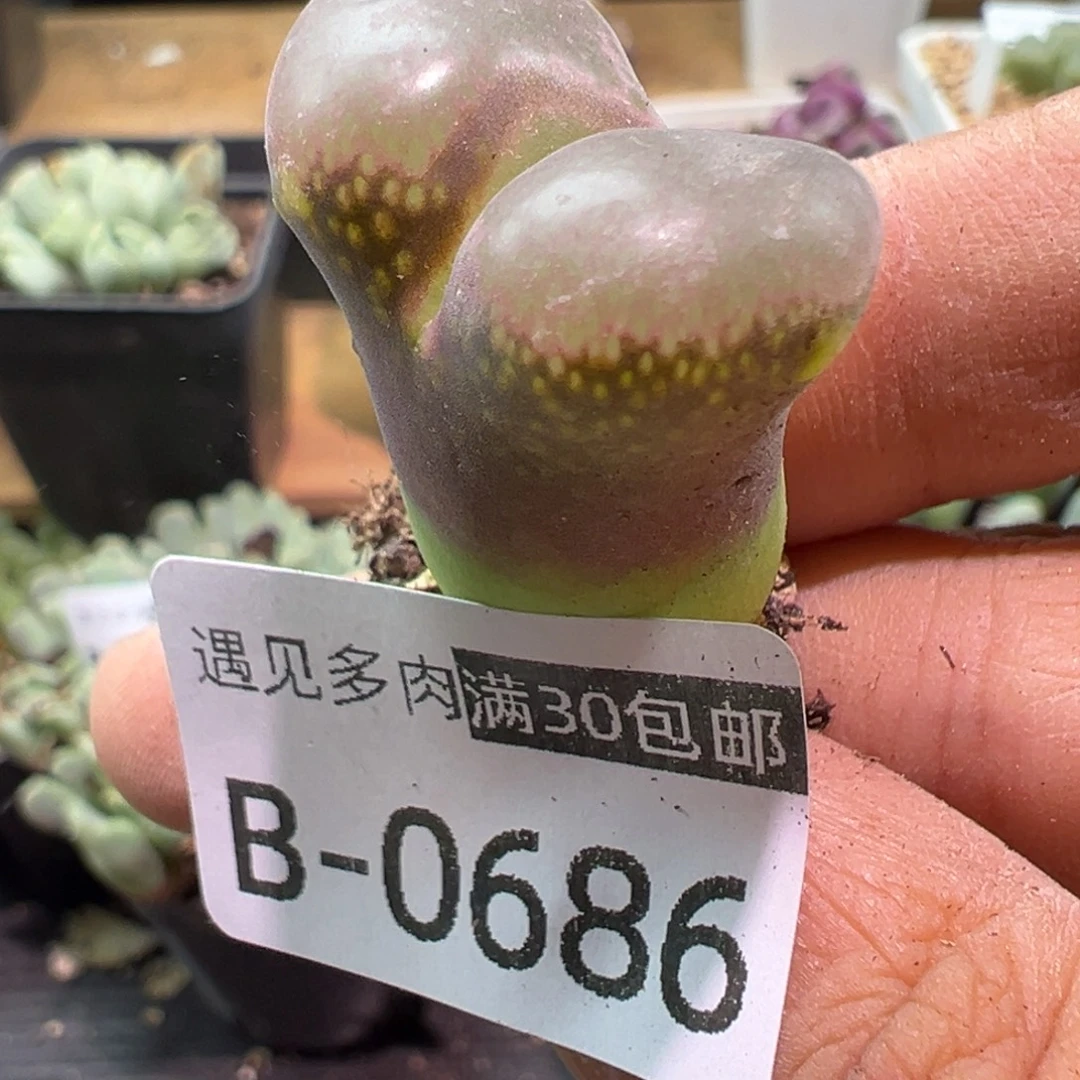 多肉植物1111111111111