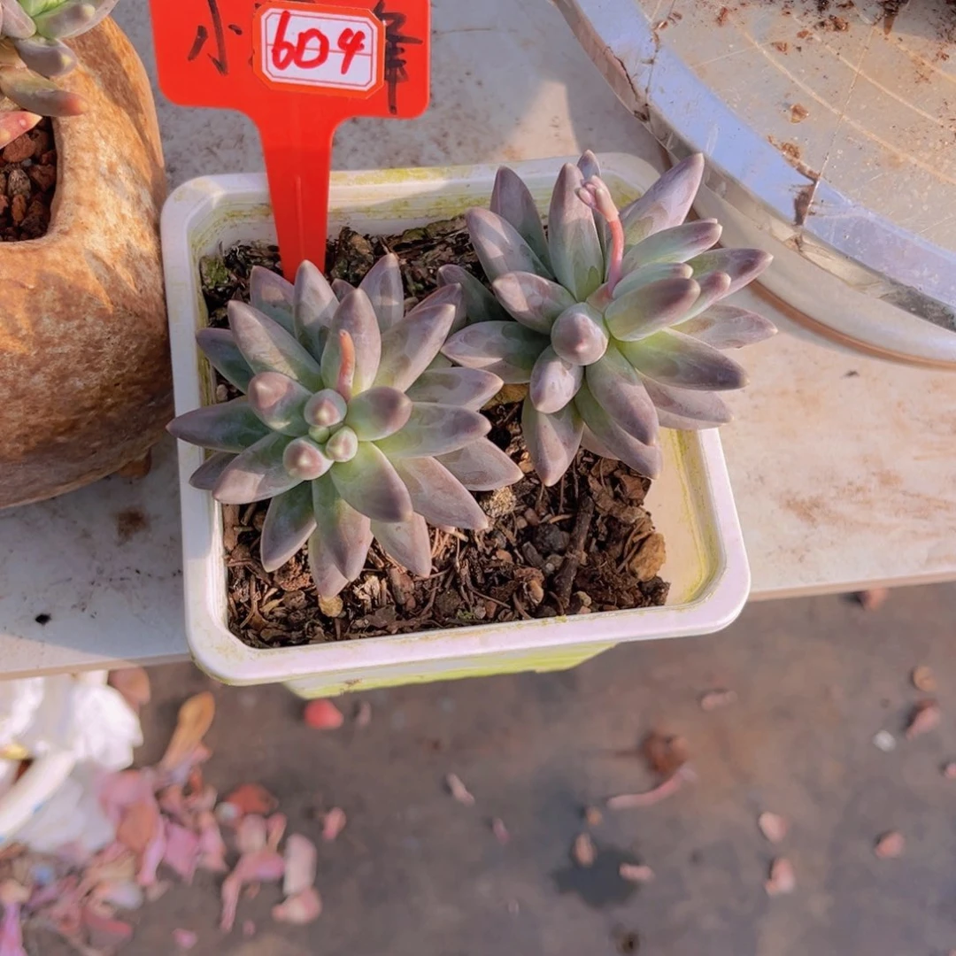 玲*乌拉克拉604多肉植物