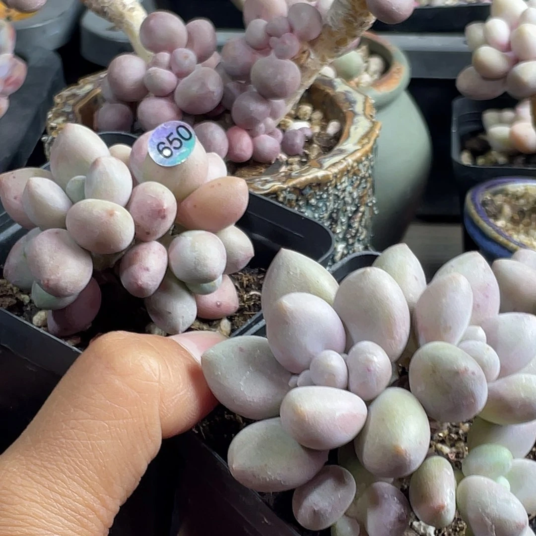 高***I贵妃奶酪多肉植物