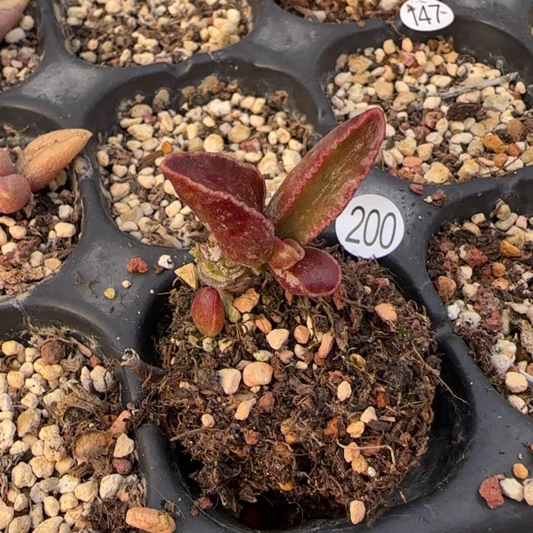 黑肌楞叶水泡多肉植物200