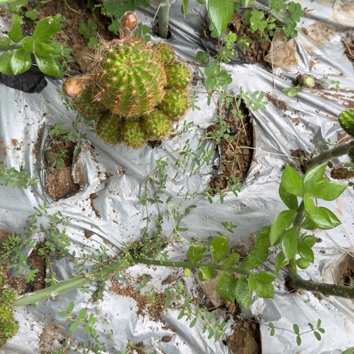 用****9白檀仙人掌871群生168