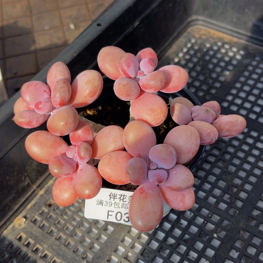 037-糖果桃蛋多肉9cm
