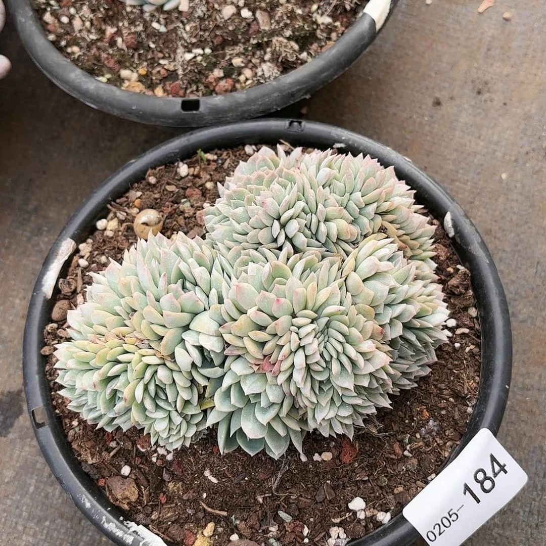 同温层多肉莎莎缀184