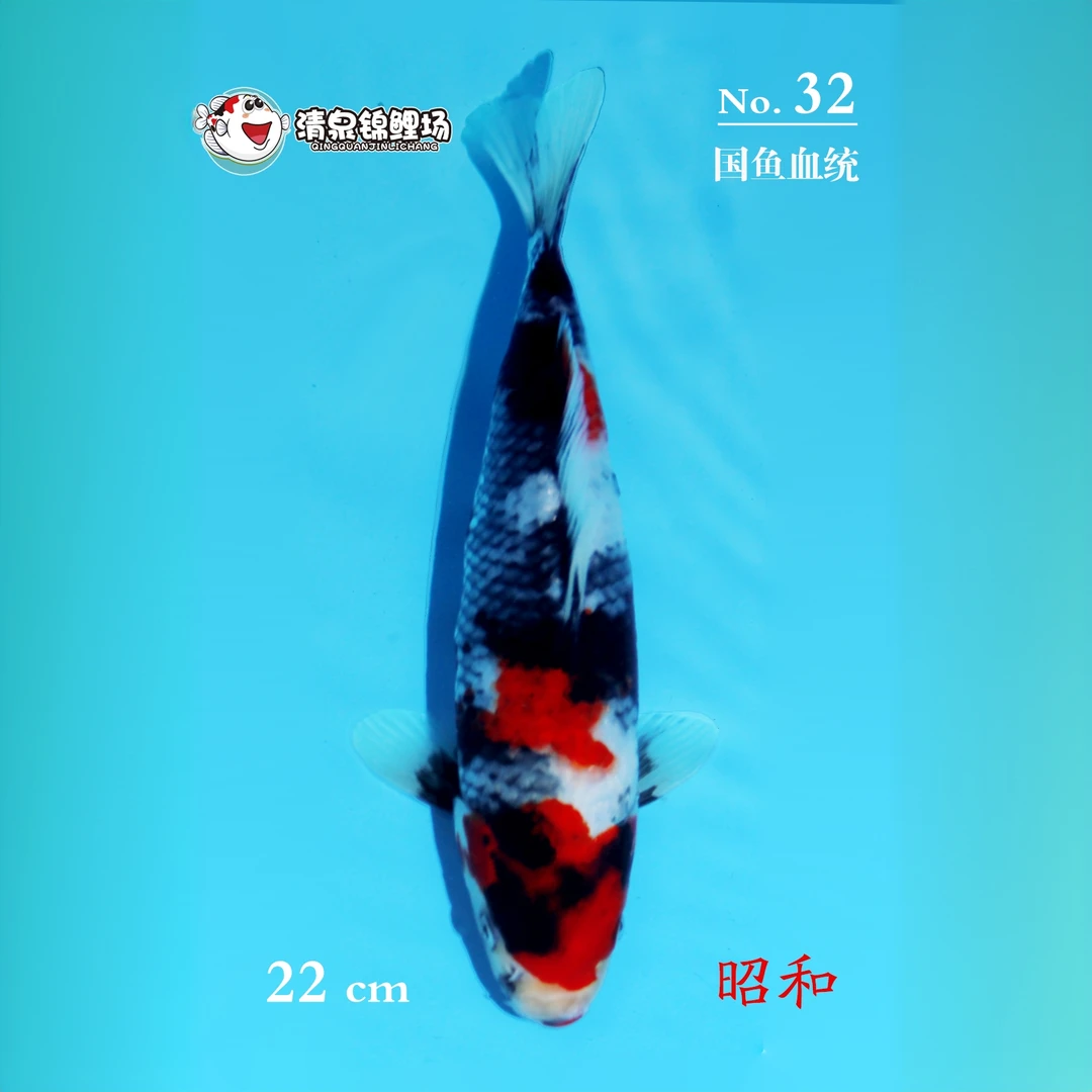 清泉锦鲤 第二次冬季水泥池寄养 国鱼血统 昭和 32号