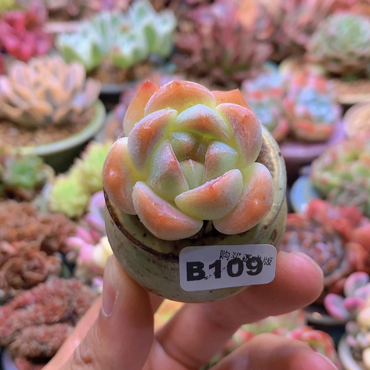 一物一拍含盆土满38包邮B109