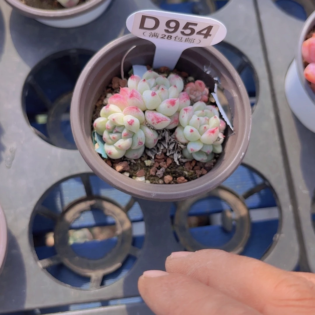 D954阿尔巴佳人一物一拍