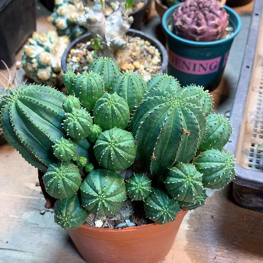 自根泰系布纹球