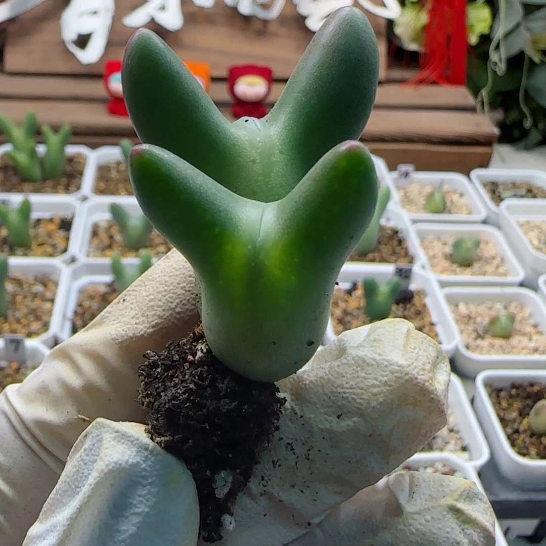 ࿐****2-16-超美皮卡丘多肉