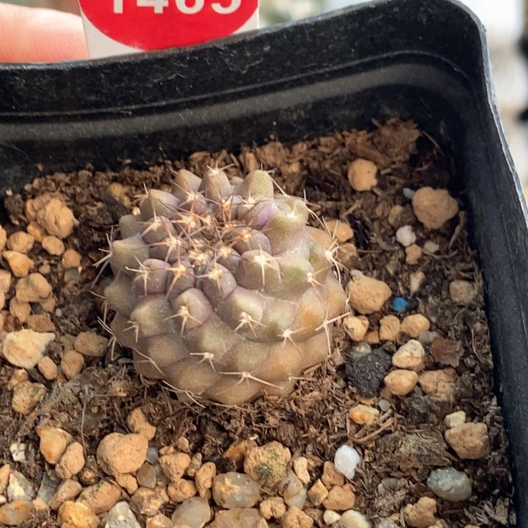 实生龙爪球2.6cm