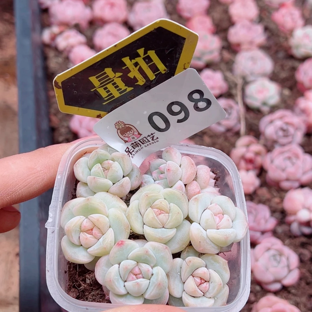 多肉植物多肉植物
