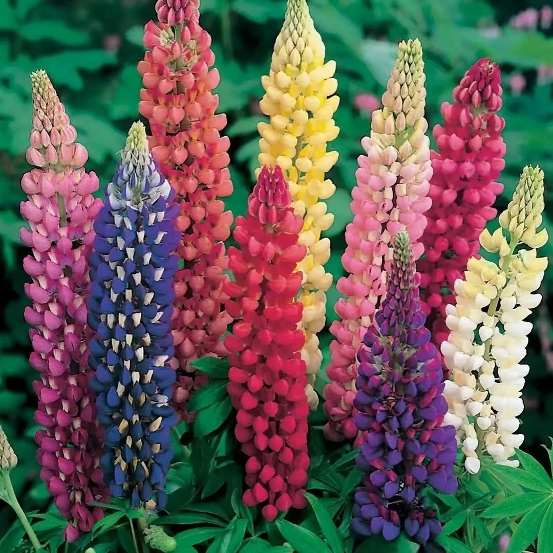 【鲁冰花】花园剑客线性花卉盆栽非常耐寒