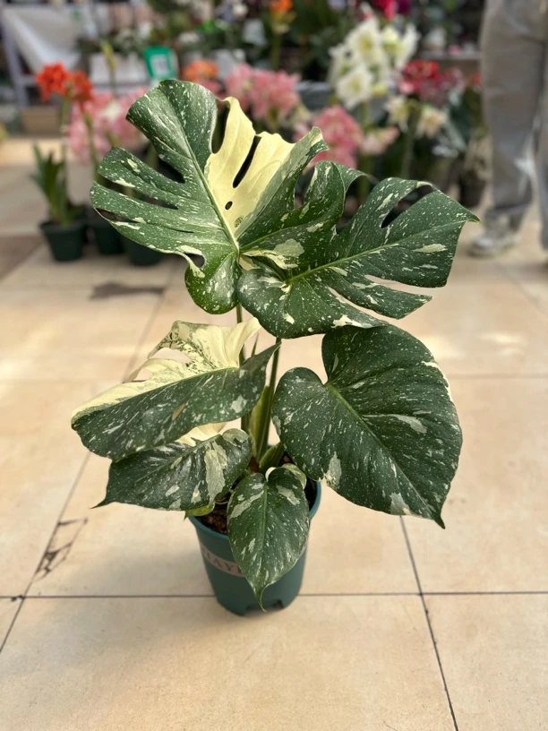 洒金龟背竹龟背竹室内观叶植物热带植物绿植盆栽