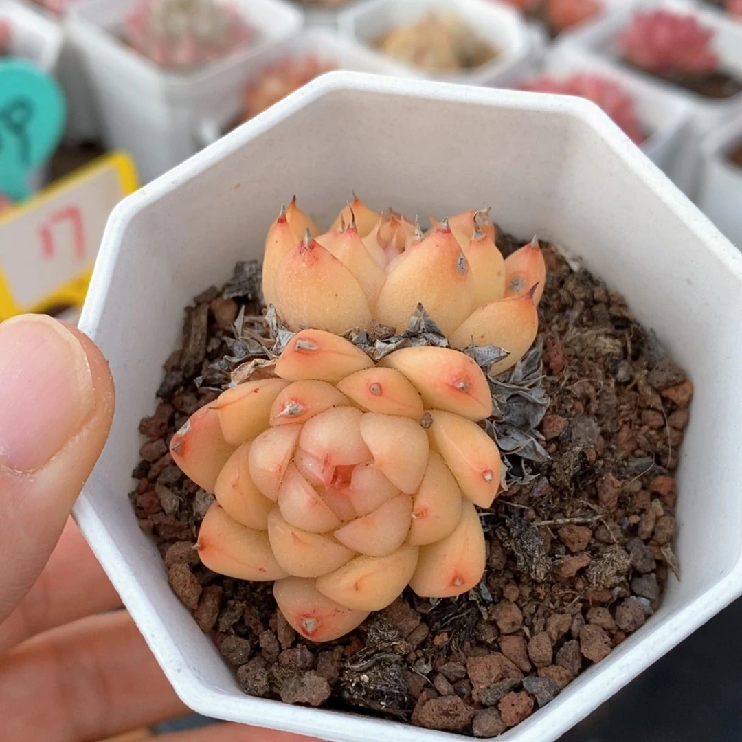 精品多肉一物一拍不包整96