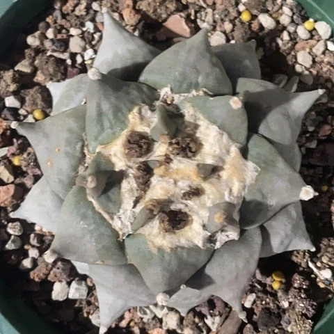 实生老桩10几岁福利