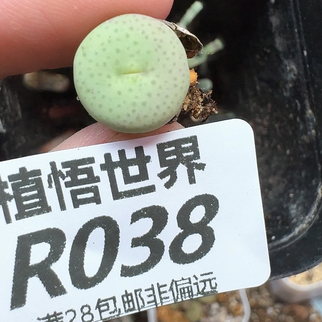 多肉植物的润泽地过