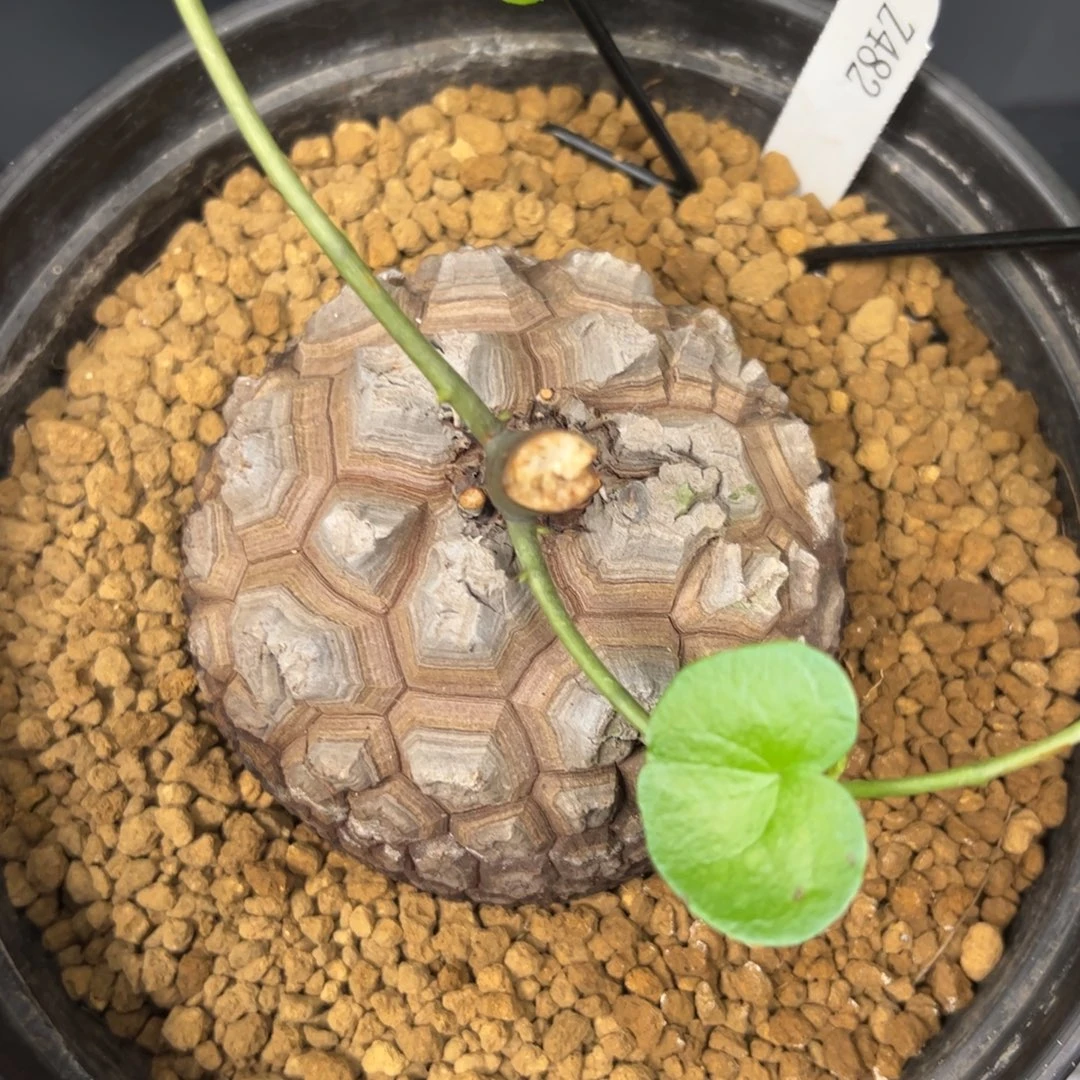 精品盆栽养定的龟甲龙482号