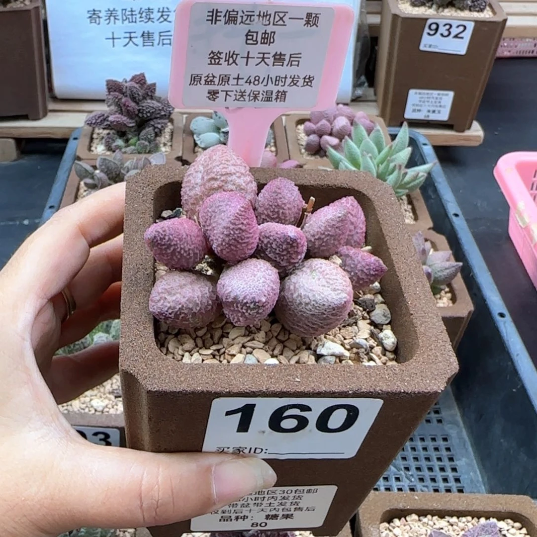 160糖果多肉植物