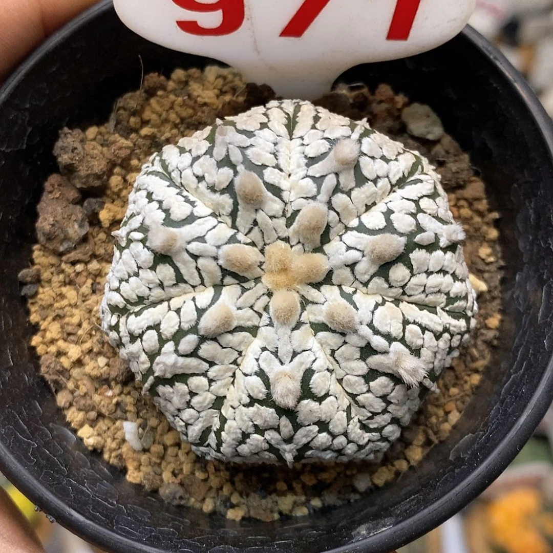 971福利特价咯福利了福利