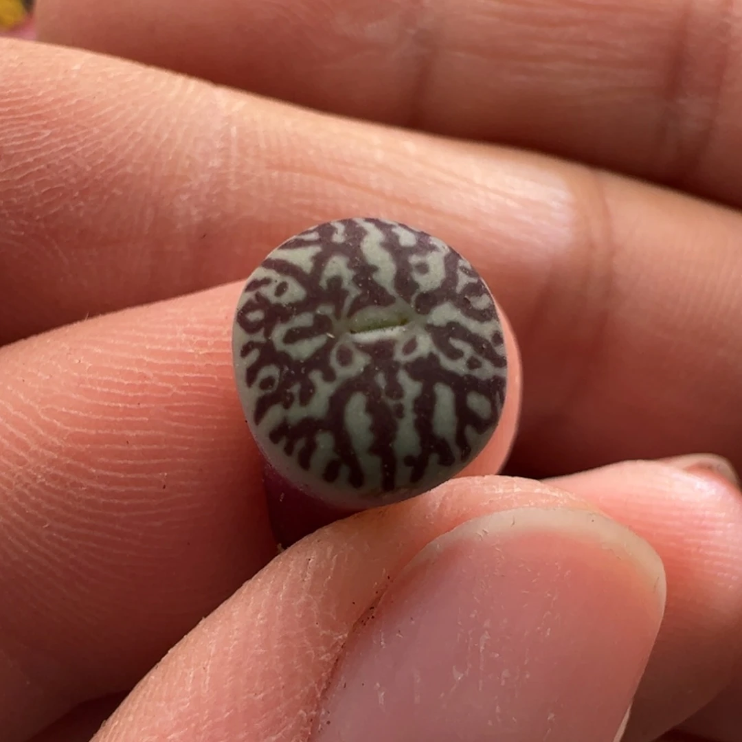 595。超墨。歪根福利