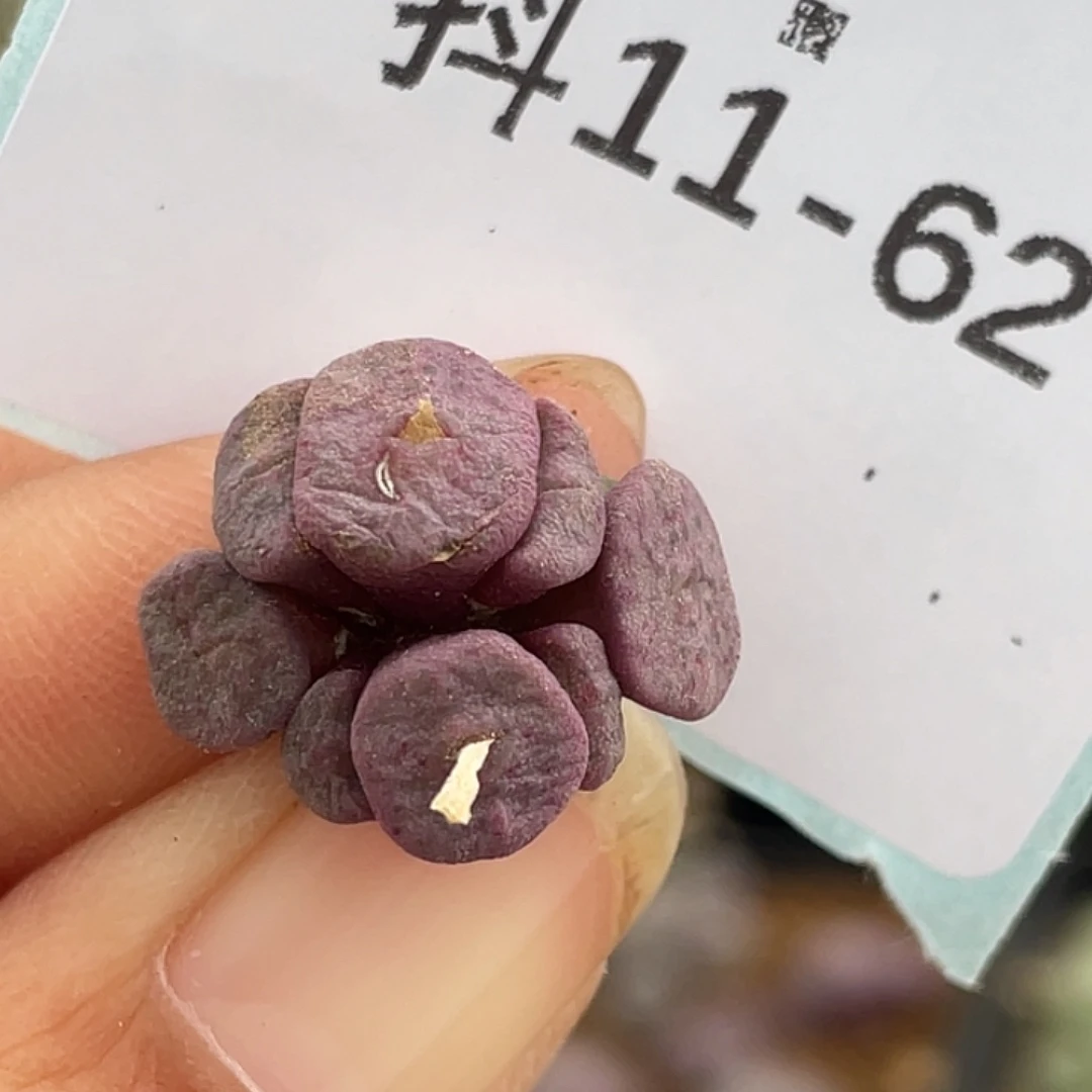 11-62方碗多肉植物