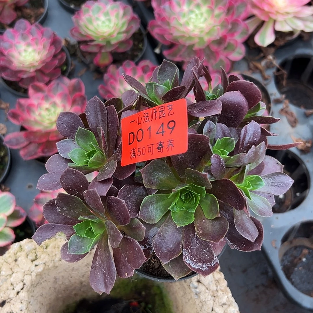 0149多肉植物色介玫瑰