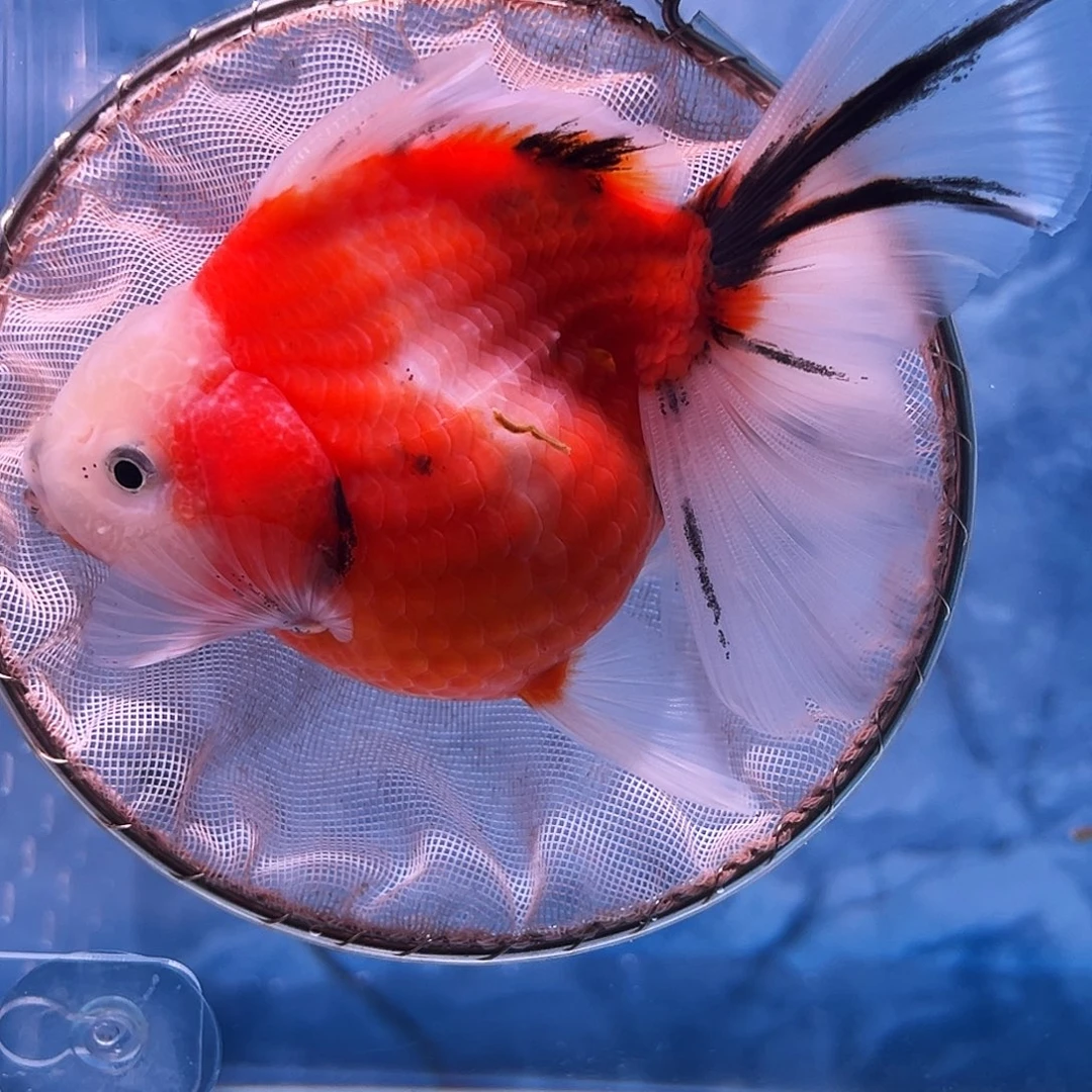 金鱼百褶泰狮冷水金鱼