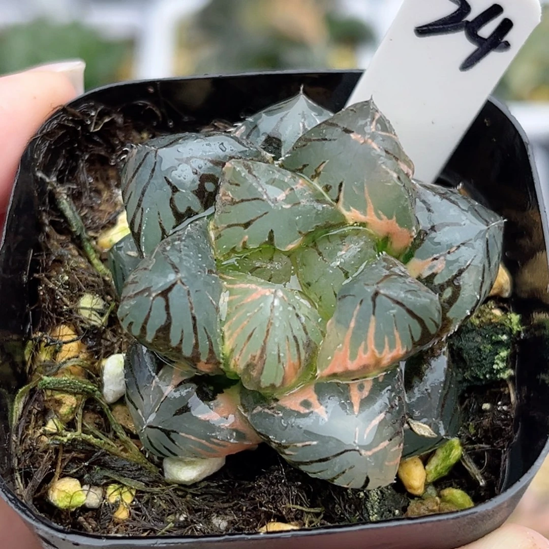 24OM玉露锦福利专场