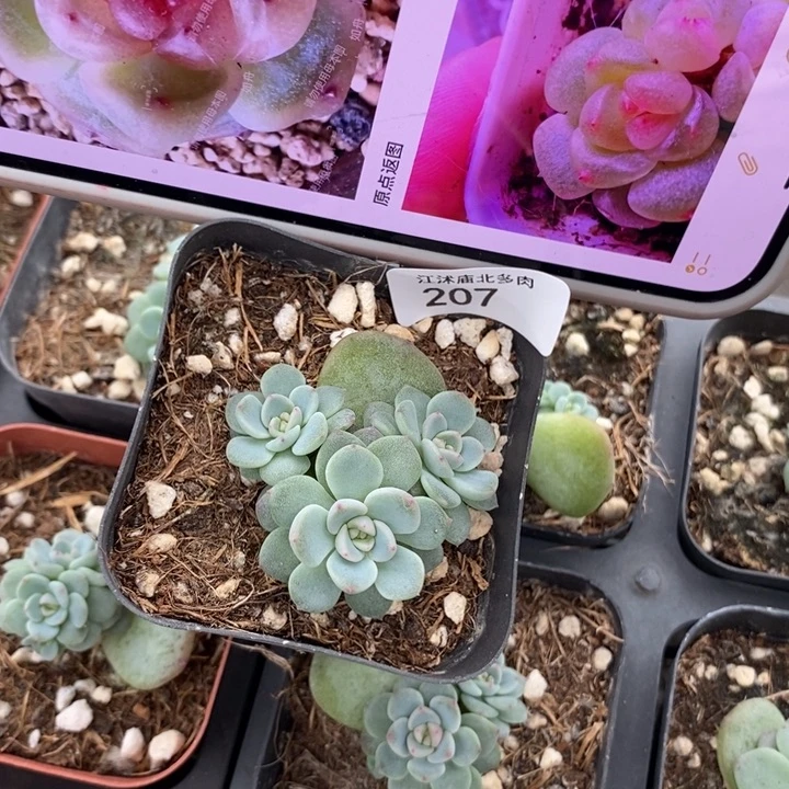 标207秃子甜心一个多肉