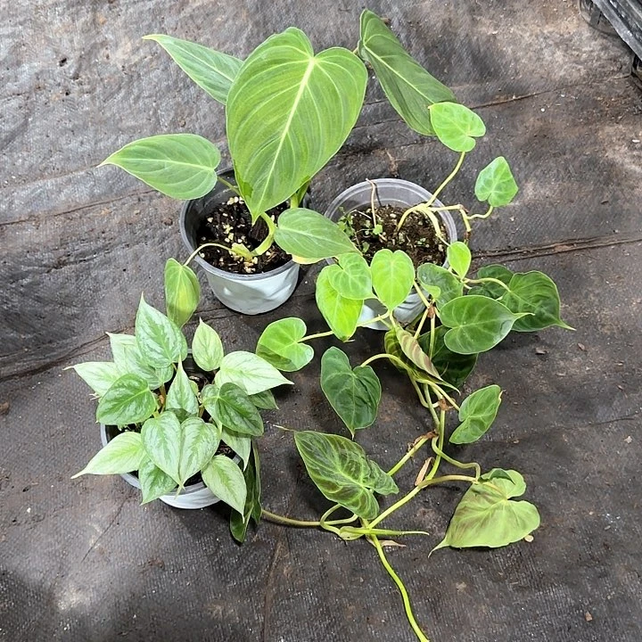 完全开放南美荧光➕索迪罗➕荣耀（不包损）