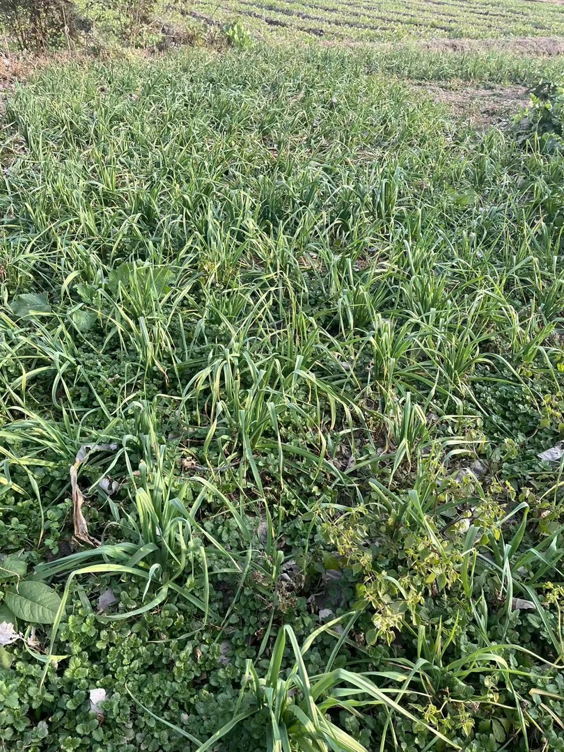 蔬菜组合全家福全国人民的喜爱