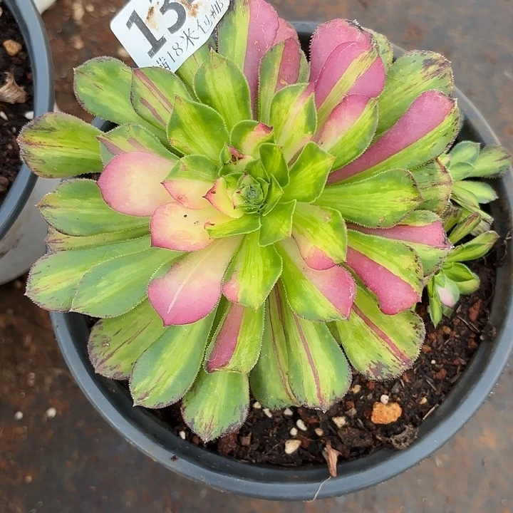 134知否掌心多肉法师锦