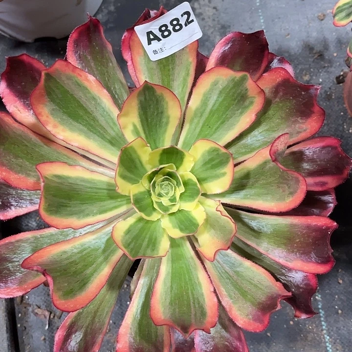 882魅影法师多肉植物