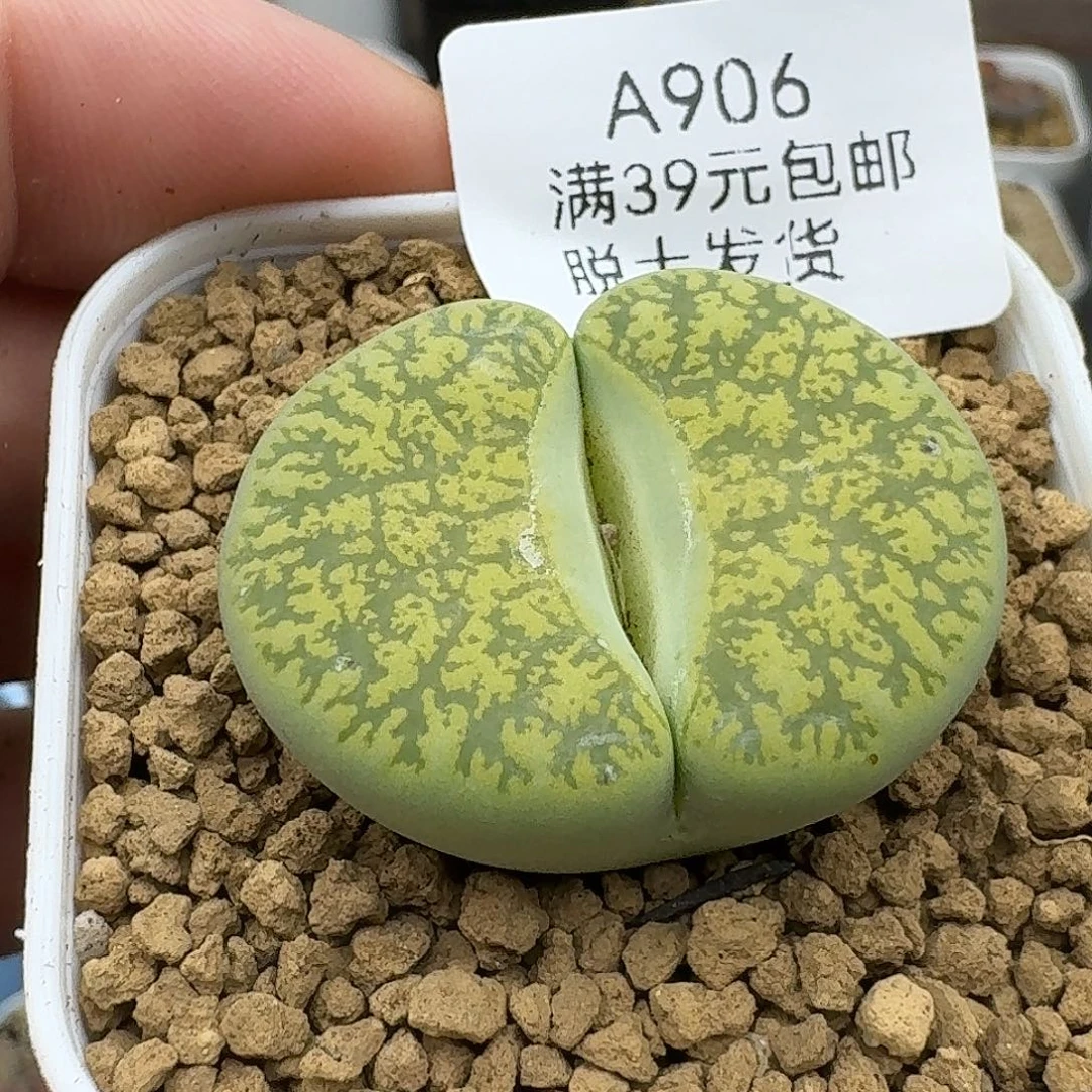 906多肉哈哈哈哈哈哈哈