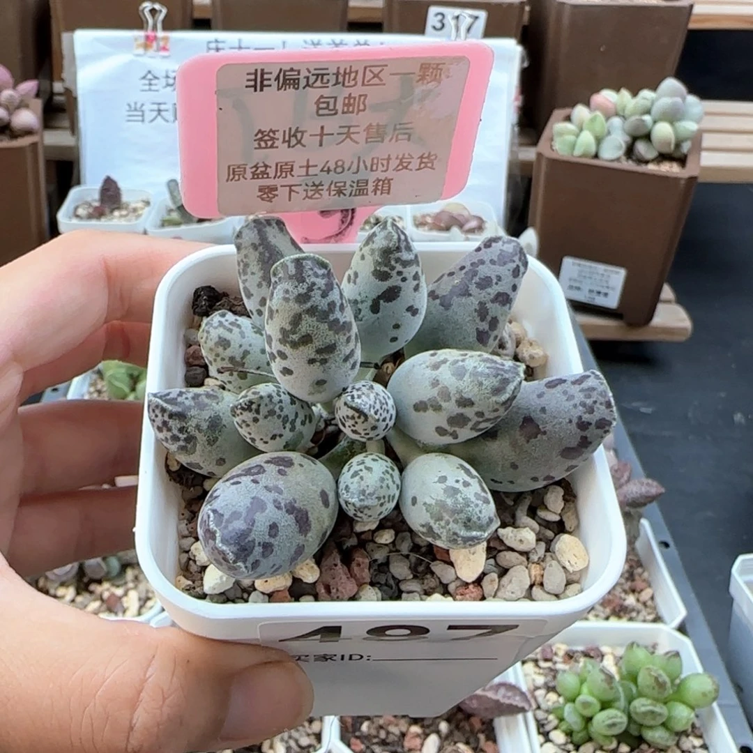 487特白肌海报多肉