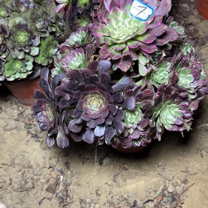 多肉植物紫嫣法师7