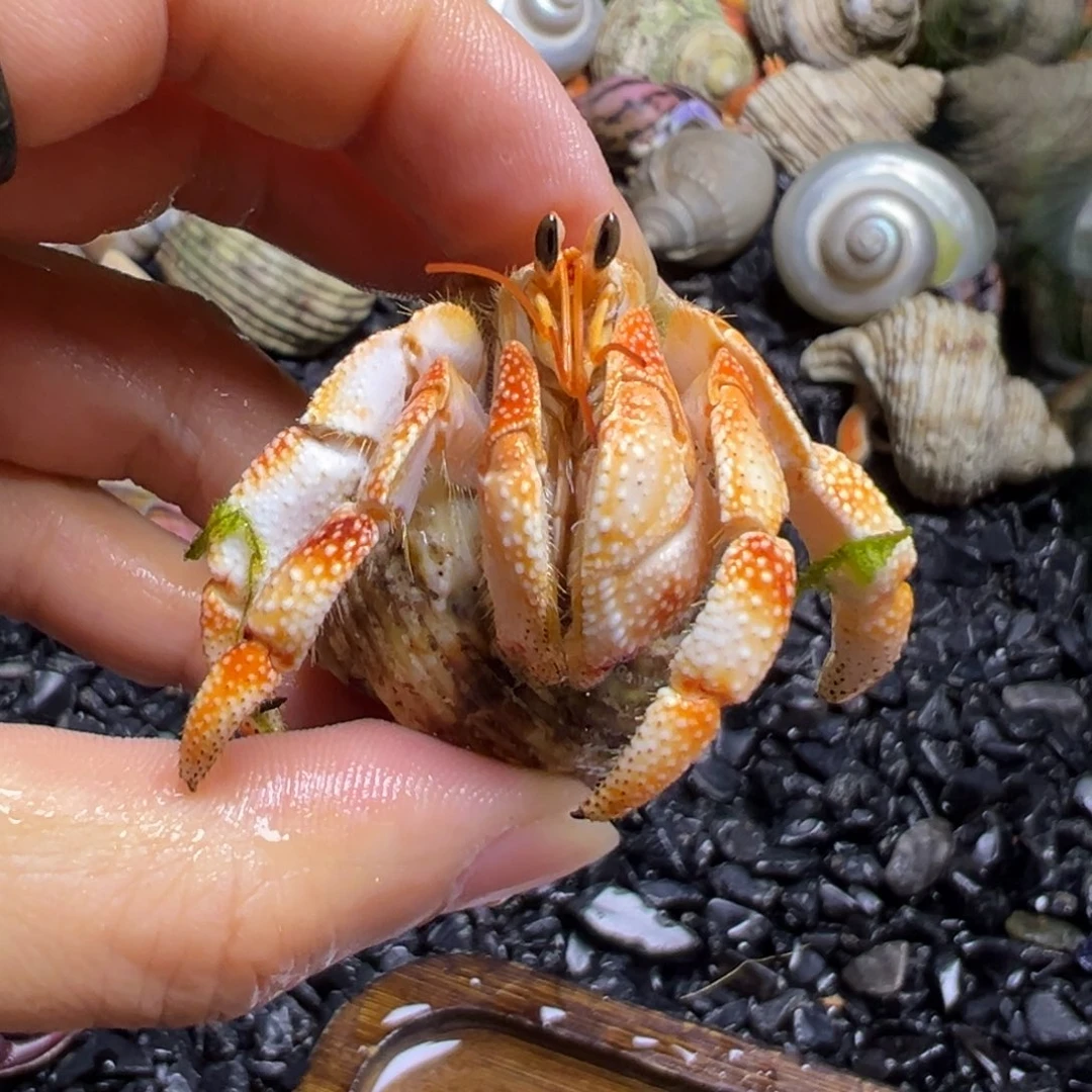 陆生寄居蟹9号拍品