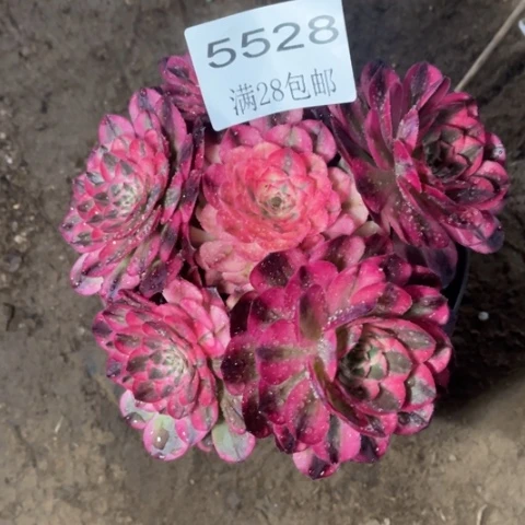 倾城5528多肉多肉