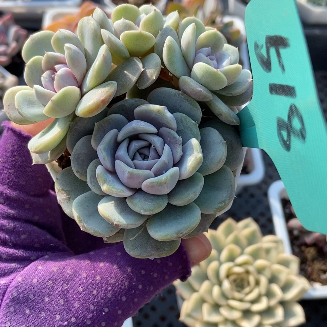 518汉堡多肉植物多肉