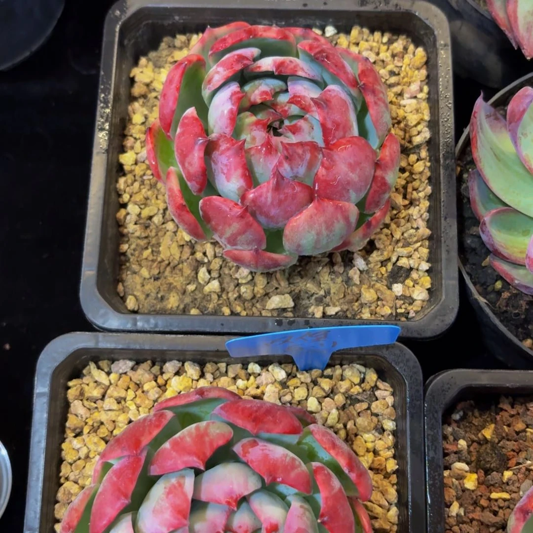 惊鸿包子多肉美美哒的