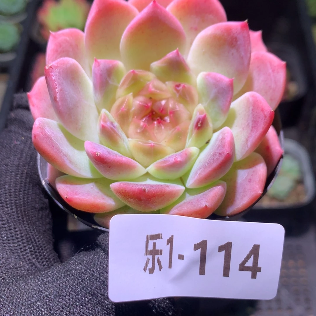 乐然 1-114 秘境冰魄