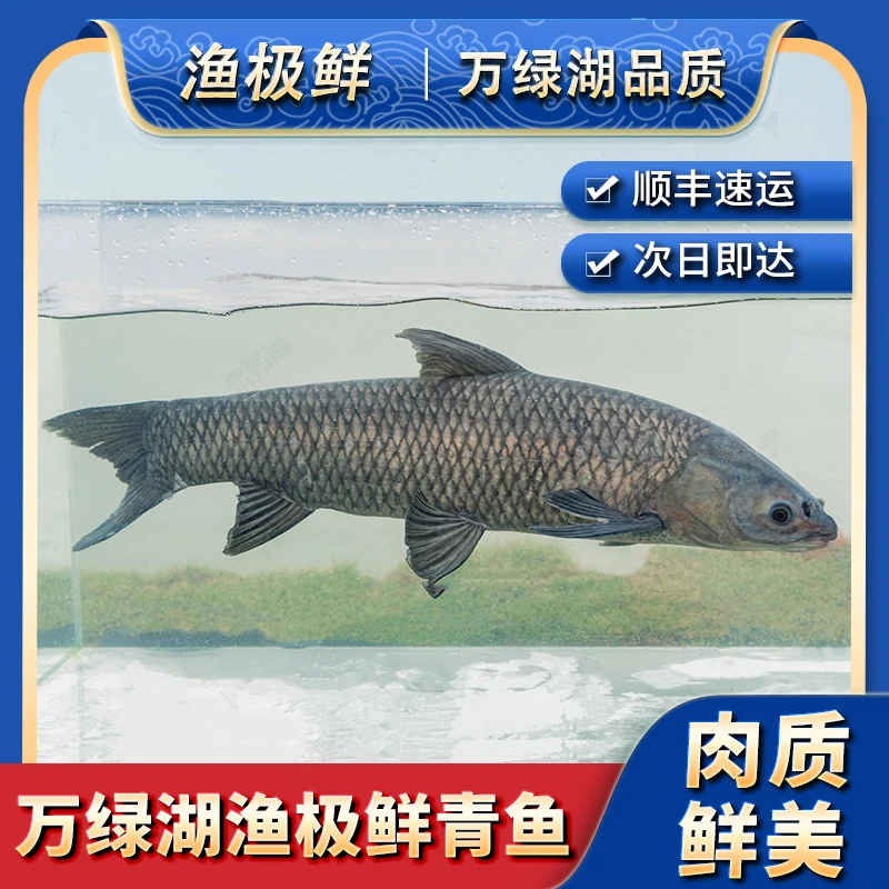 【渔极鲜】万绿湖青鱼水库活鱼-螺丝青黑皖鱼顺丰全国新鲜活发