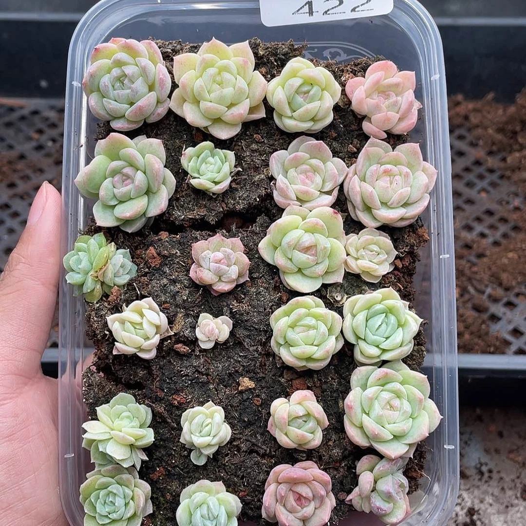 云糖心多肉植物422