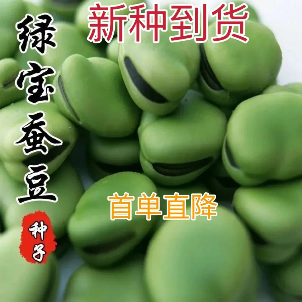 绿宝石特大蚕豆种子高产蚕豆云南早熟罗汉豆