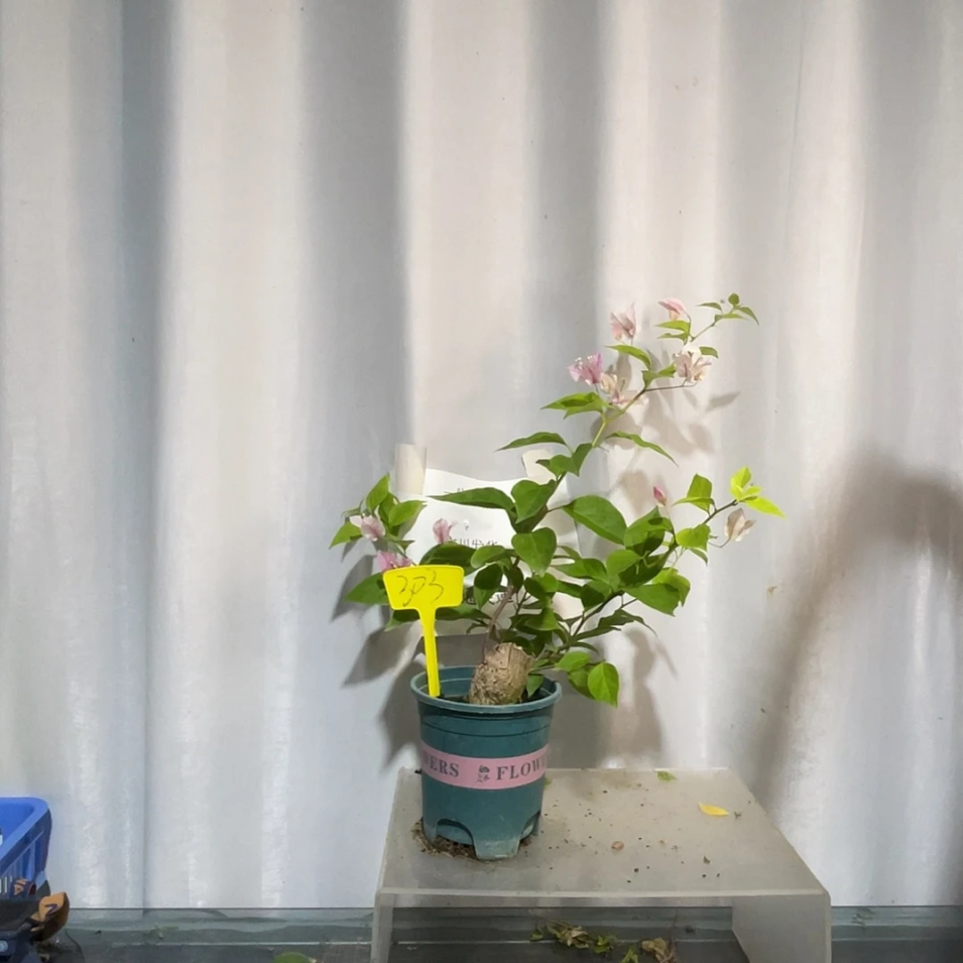 当前无花栽培后可以开花303章红樱坨坨桩