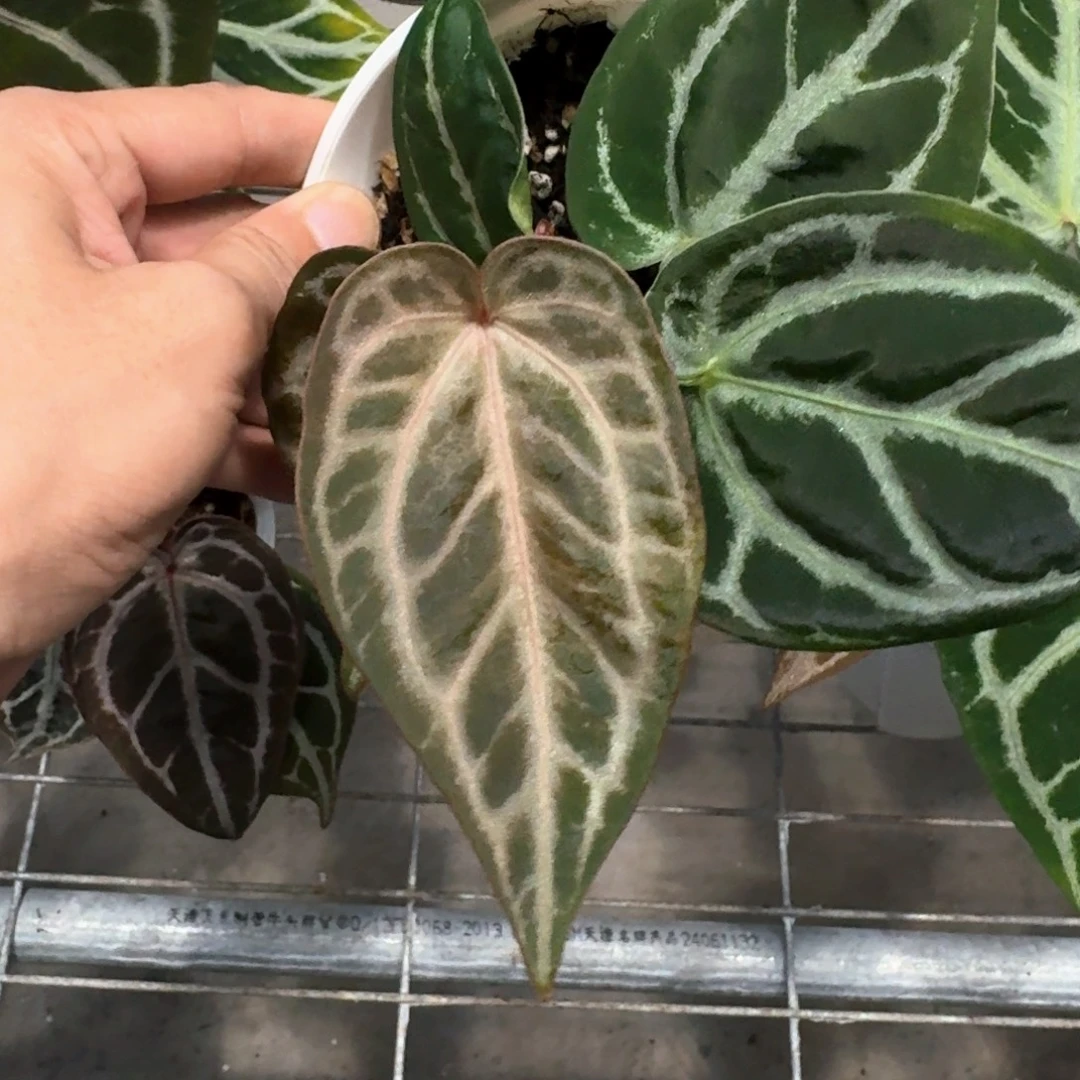 完全开放银红红 双头